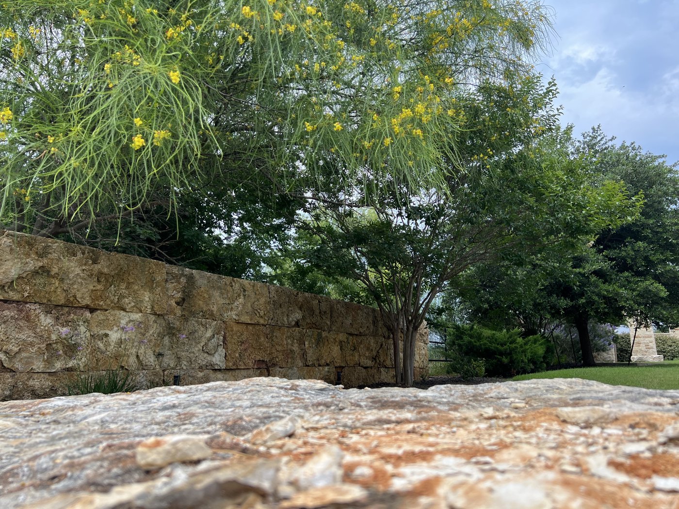 Cream and rust rough-stacked retaining wall with a yellow-blooming desert willow above — relaxed Hill Country garden detail